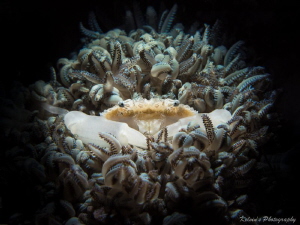 The "wreath" by Kelvin H.y. Tan 